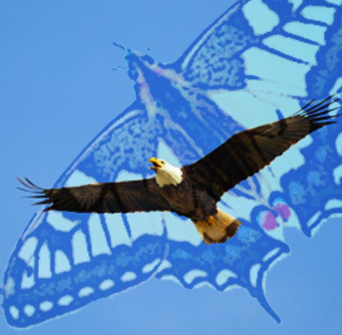 Eagle-Butterfly