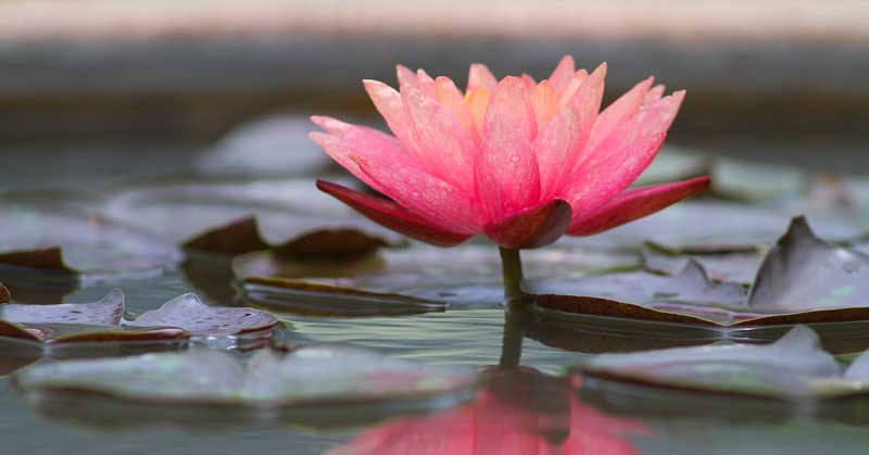 Scorpio New Moon: Growing in the Dark